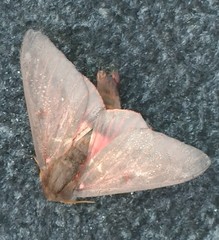 Citheronia sepulcralis