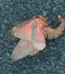 Citheronia sepulcralis