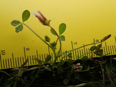 Trifolium variegatum