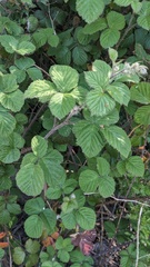 Rubus vestitus