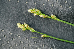 Carex muricata