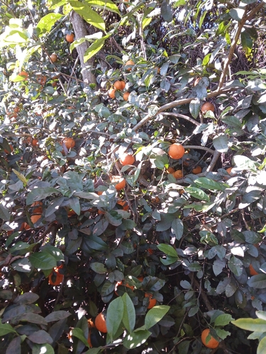 Rangpur