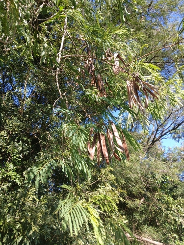 White leadtree