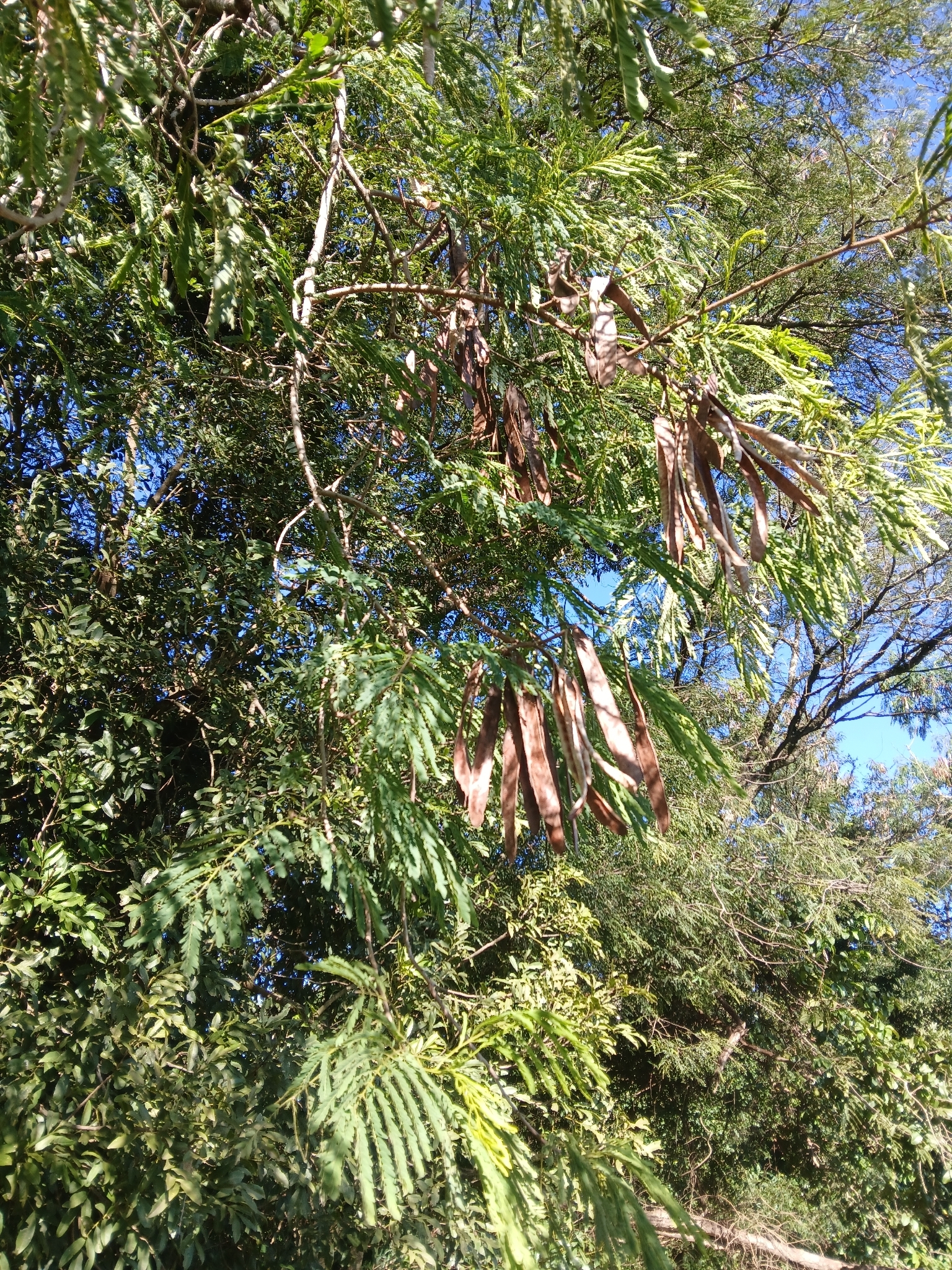 Leucaena leucocephala