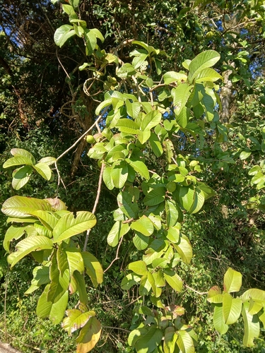 Common guava