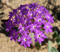 Abronia gracilis