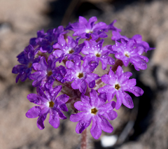 Abronia gracilis
