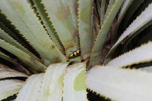 Thrincopyge alacris
