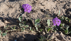 Abronia gracilis