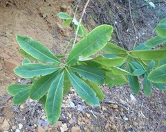 Rhododendron macrophyllum