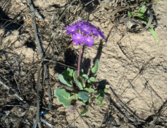 Abronia gracilis