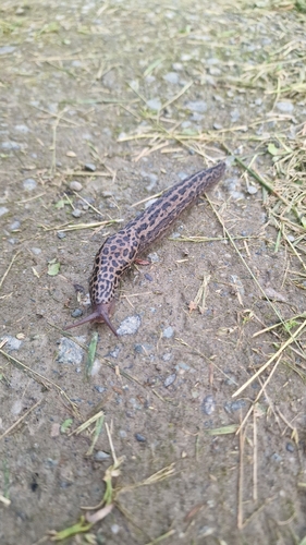 Leopard Slug