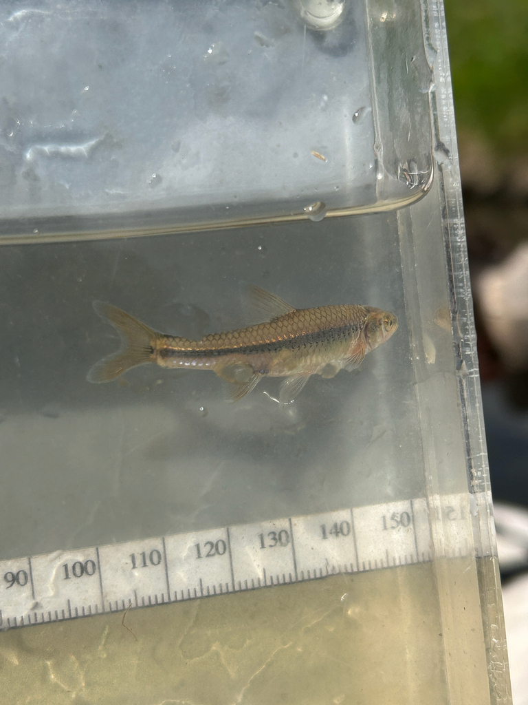 eastern shiners