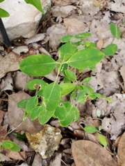 Lonicera sempervirens