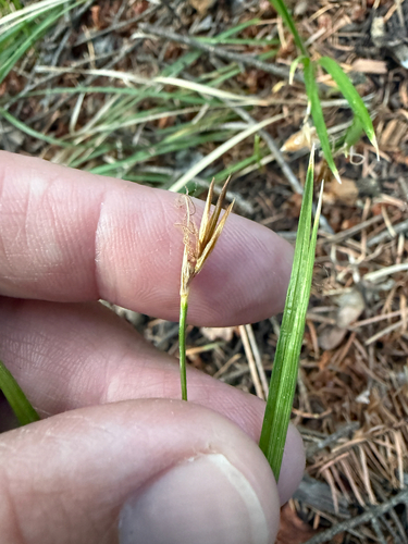 Carex geyeri, 2026-06-24