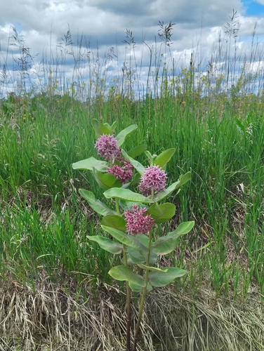 showy milkweed
