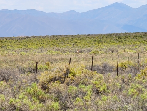 Pronghorn