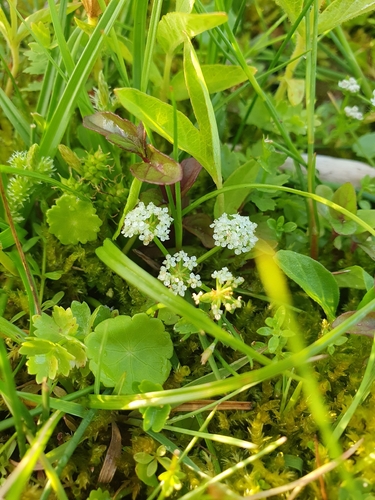 Helosciadium repens, photograph 1