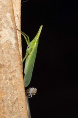 Melicharoptera
