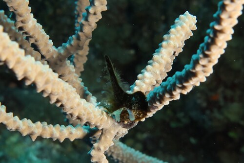 Pteria colymbus observed 2026-06-07