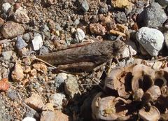 Cratypedes neglectus