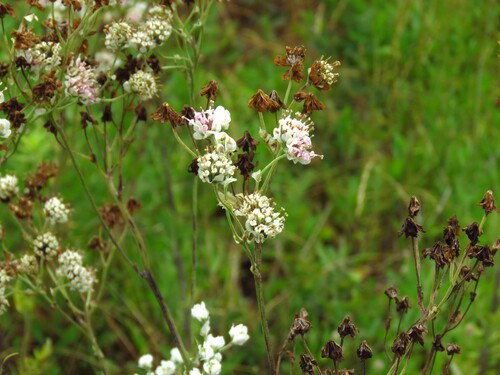 Hymenopappus artemisiifolius, 2026-05-20