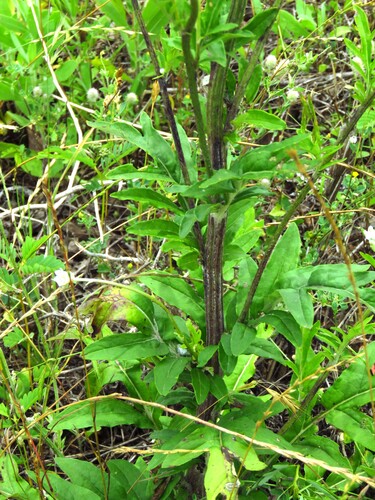 Hymenopappus artemisiifolius, photograph 4