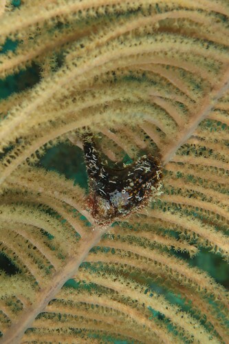 Pteria colymbus observed 2026-06-08