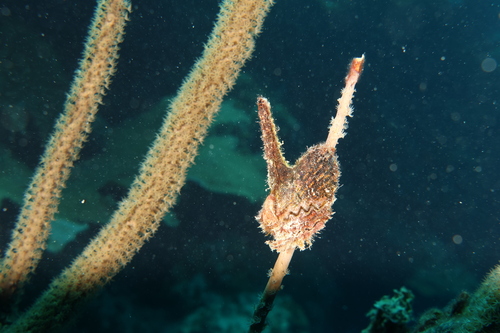 Pteria colymbus observed 2026-06-08