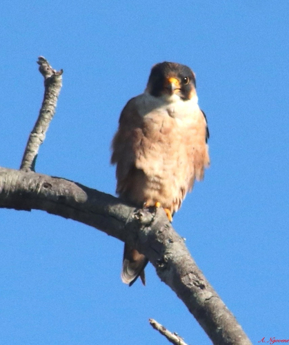 iNaturalist image