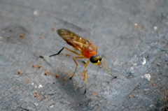 Ptecticus testaceus