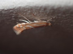 Phyllonorycter leucographella