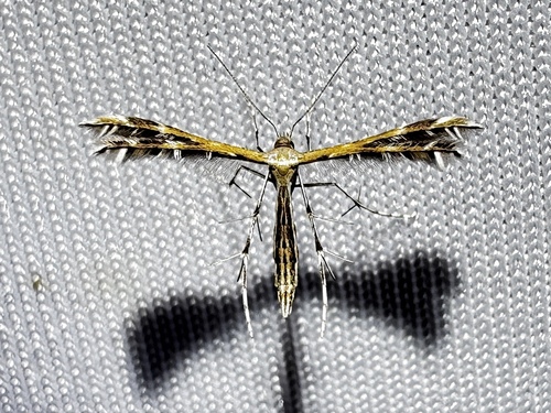 Sundew Plume Moth photo 3
