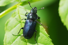 Platycerus