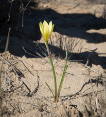 Zephyranthes longifolia