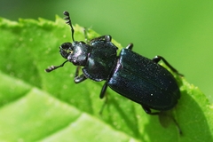 Platycerus