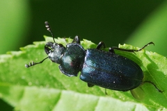 Platycerus