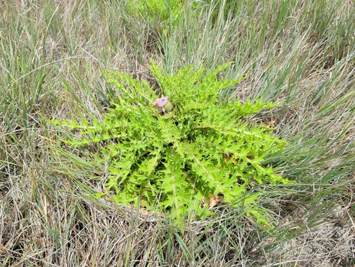 Elk Thistle