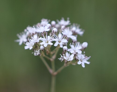 Gypsophila fastigiata, photograph 6