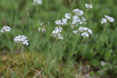 Gypsophila fastigiata, photograph 5