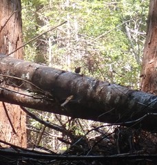 Troglodytes pacificus