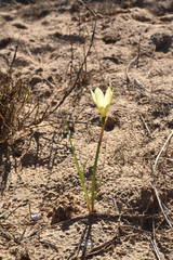 Zephyranthes longifolia