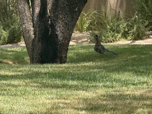 Greater Roadrunner