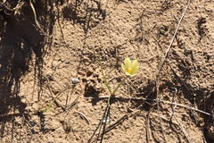 Zephyranthes longifolia