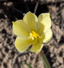 Zephyranthes longifolia