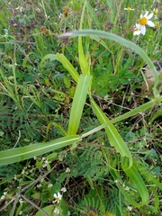 Sorghum arundinaceum