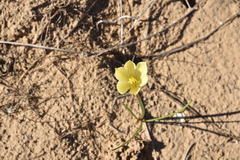 Zephyranthes longifolia