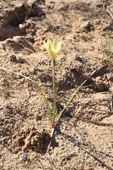 Zephyranthes longifolia