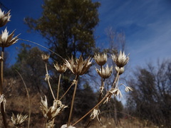 Eryngium lemmonii