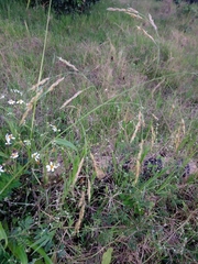 Sorghum arundinaceum
